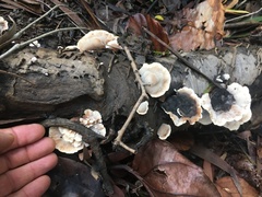 Cymatoderma dendriticum