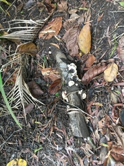 Cymatoderma dendriticum