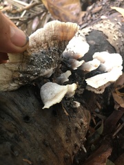 Cymatoderma dendriticum