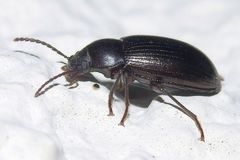 Nalassus dermestoides