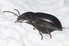 Nalassus dermestoides