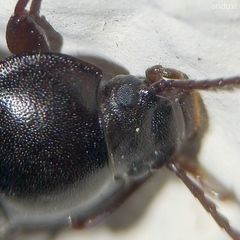 Nalassus dermestoides
