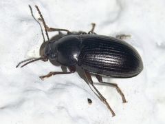 Nalassus dermestoides