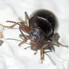 Nalassus dermestoides