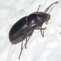 Nalassus dermestoides