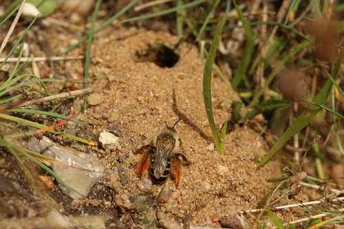 Common Pantaloon Bee photo 3