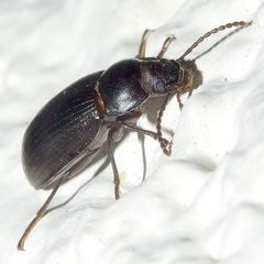 Nalassus dermestoides