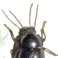 Nalassus dermestoides