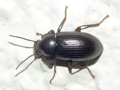 Nalassus dermestoides