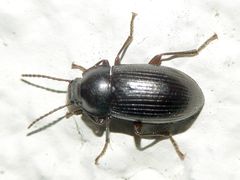 Nalassus dermestoides