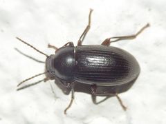 Nalassus dermestoides