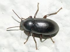 Nalassus dermestoides