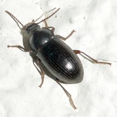 Nalassus dermestoides