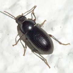 Nalassus dermestoides