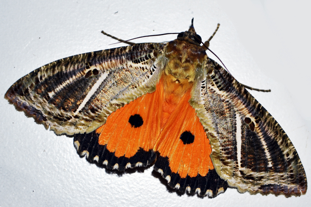 Dot-underwing Moth (Common Moths of Bangalore) · iNaturalist