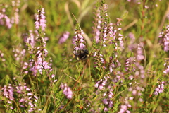 Bombus soroeensis