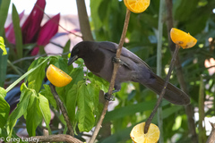 Cyanocorax cyanomelas