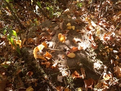 Lasius minutus
