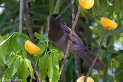 Cyanocorax cyanomelas
