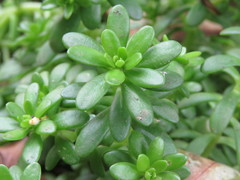 Sedum × luteoviride