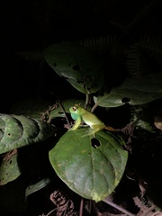 Aplastodiscus lutzorum