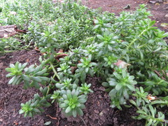 Sedum × luteoviride