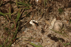 Nomada rufipes