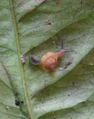Euconulidae