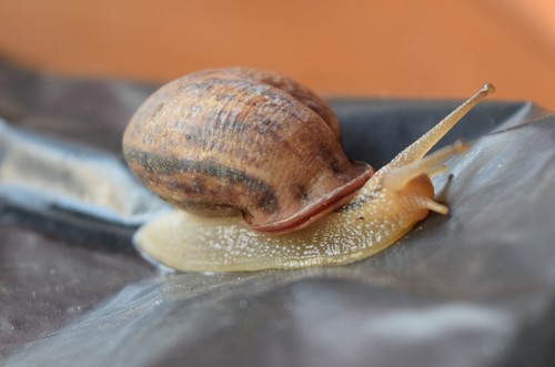 File:Red Land Snail (Schistoloma anostoma) on the hand rail  (15644106446).jpg - Wikimedia Commons