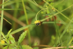 Andrena tarsata