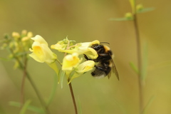 Bombus hortorum