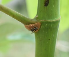 Pseudopolybia compressa