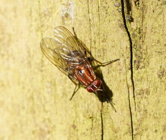 Helinomydaea fuscoflava