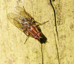 Helinomydaea fuscoflava