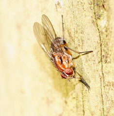 Helinomydaea fuscoflava