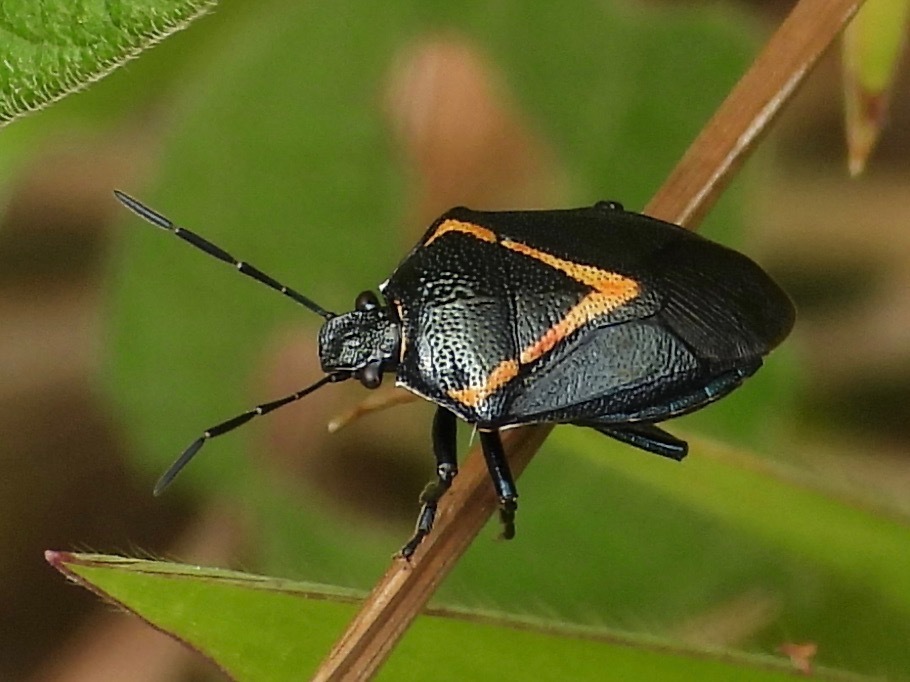 Perillus confluens