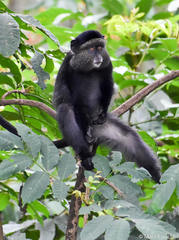 Cercopithecus mitis stuhlmanni