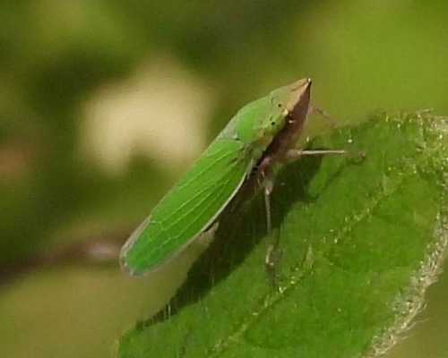 Draeculacephala image