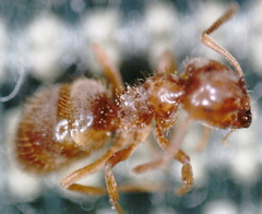 Lasius minutus