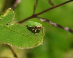 Image of Draeculacephala soluta