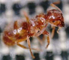 Lasius minutus