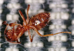 Lasius minutus