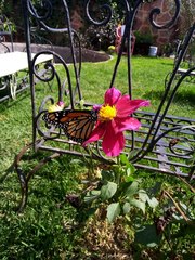 Danaus plexippus plexippus