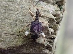 Stephanorhynchus curvipes