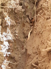 Lasius minutus