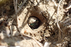 Neocicindela garnerae