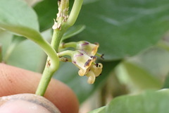 Melicytus chathamicus