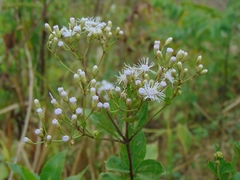 Chromolaena laevigata