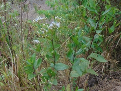 Chromolaena laevigata