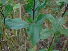 Chromolaena laevigata